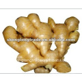 chinese ginger anqiu ginger fresh ginger